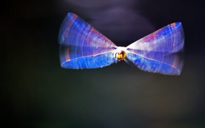 Летучие и улетающие